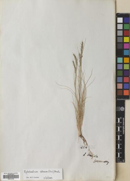 Piptochaetium fuscum [Espécimen: ]