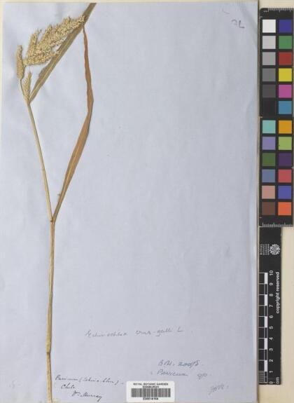 Echinochloa crus-galli [Espécimen: ]
