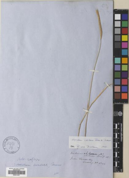 Hordeum chilense [Espécimen: ]