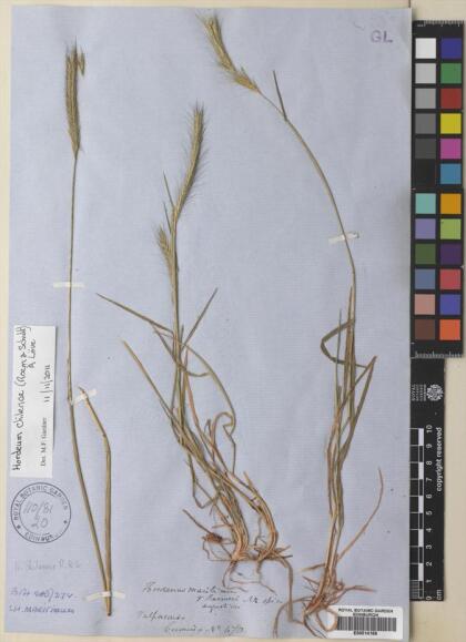 Hordeum chilense [Espécimen: ]