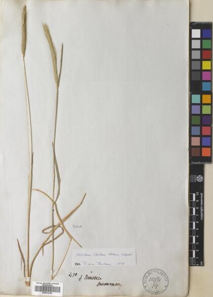 Hordeum chilense [Espécimen: ]