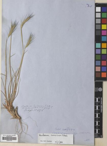 Hordeum comosum [Espécimen: ]