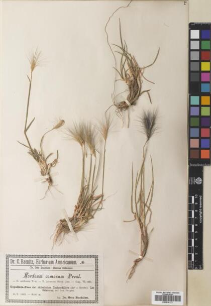 Hordeum comosum [Espécimen: ]