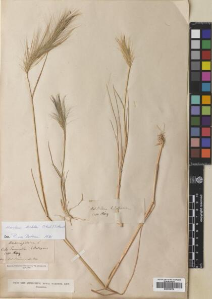 Hordeum lechleri [Espécimen: ]
