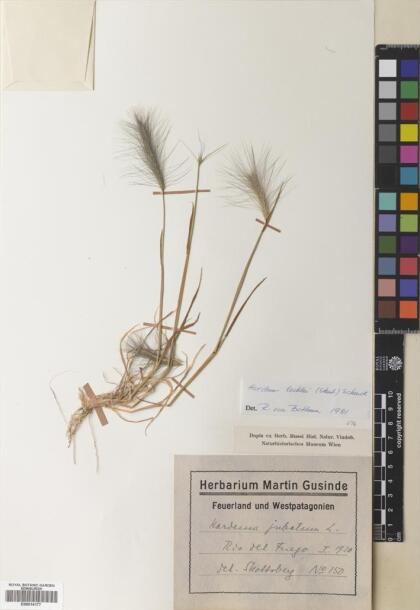 Hordeum lechleri [Espécimen: ]