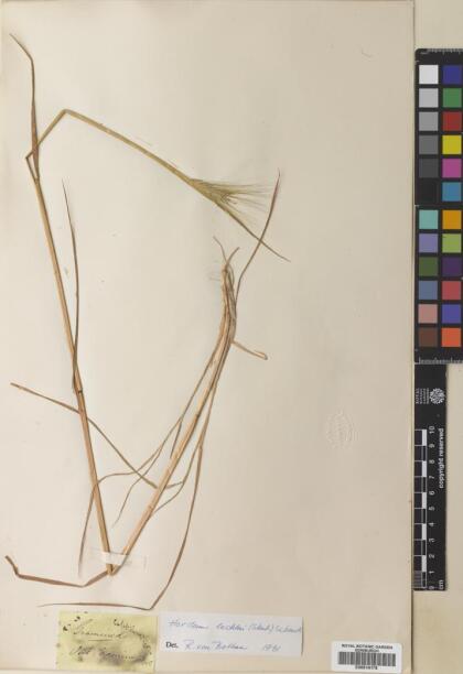 Hordeum lechleri [Espécimen: ]