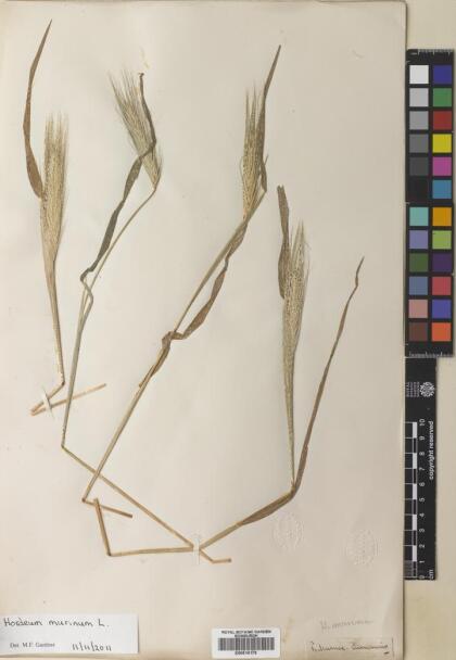 Hordeum murinum [Espécimen: ]