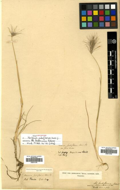 Hordeum pubiflorum [Espécimen: ]