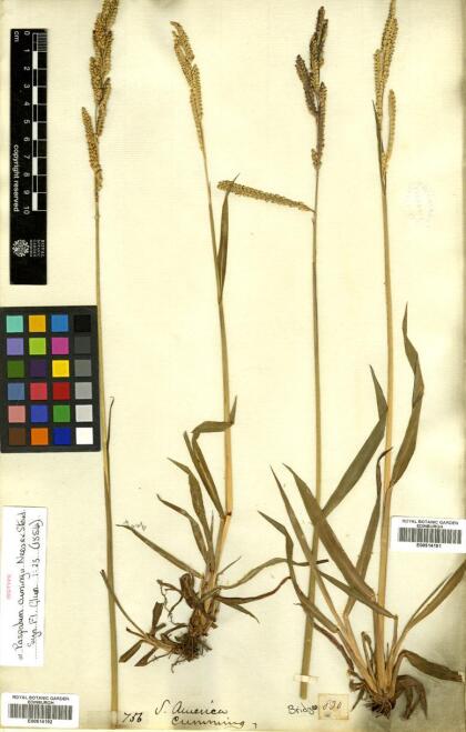 Paspalum dasypleurum [Espécimen: ]