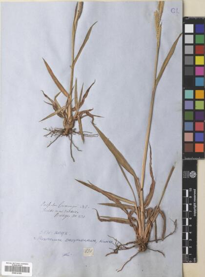 Paspalum dasypleurum [Espécimen: ]