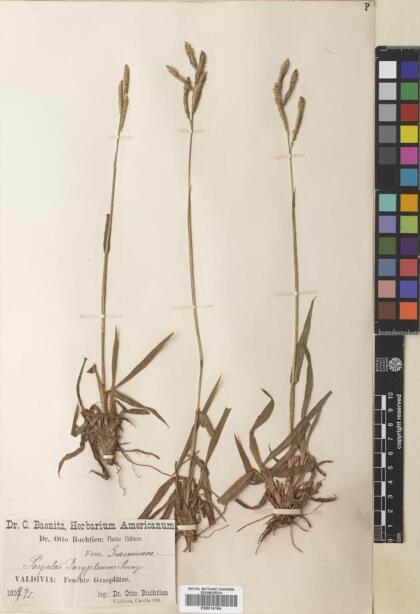 Paspalum dasypleurum [Espécimen: ]