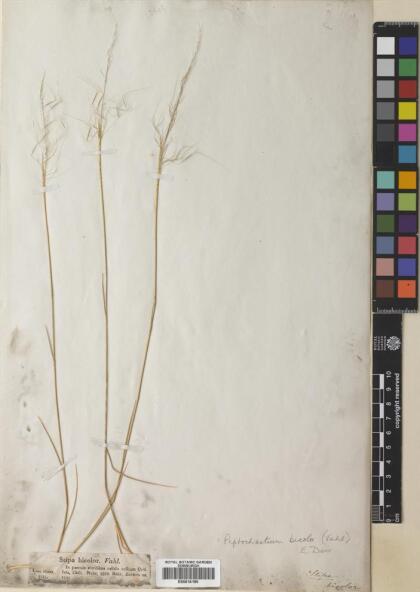 Piptochaetium bicolor [Espécimen: ]