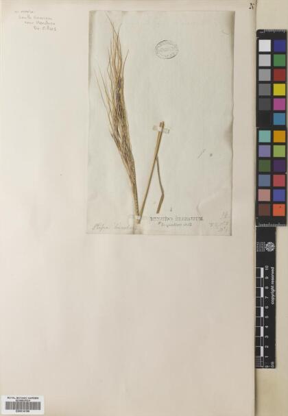 Piptochaetium bicolor [Espécimen: ]