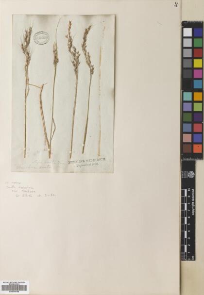 Piptochaetium stipoides var. stipoides [Espécimen: ]