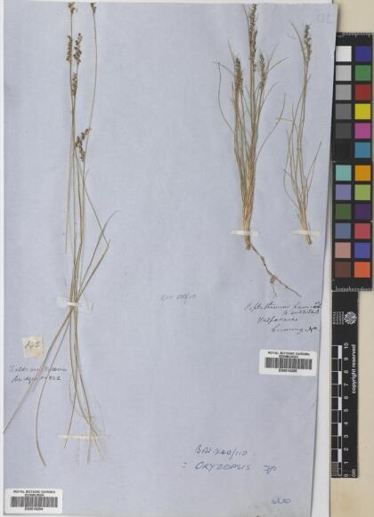 Piptochaetium panicoides [Espécimen: ]
