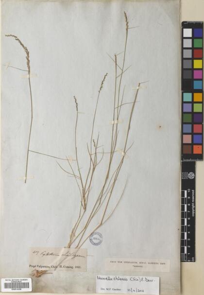 Nassella chilensis var. chilensis [Espécimen: ]