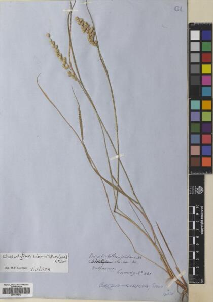 Chascolytrum subaristatum [Espécimen: ]