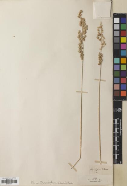 Chascolytrum subaristatum [Espécimen: ]