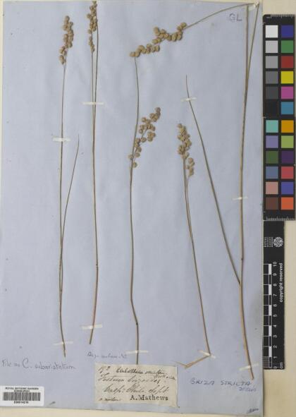 Chascolytrum subaristatum [Espécimen: ]