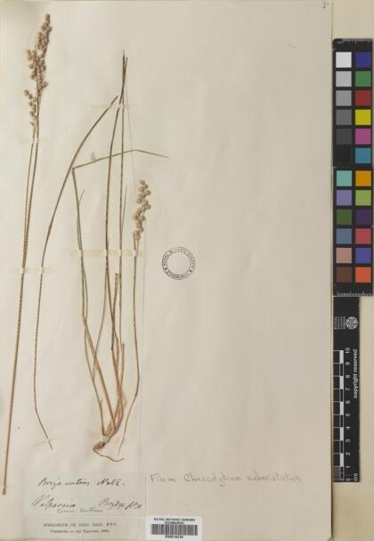 Chascolytrum subaristatum [Espécimen: ]