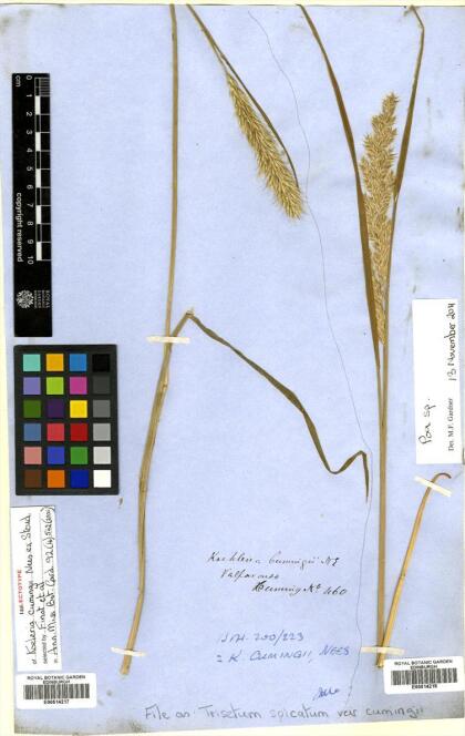 Koeleria spicata subsp. cumingii [Espécimen: ]