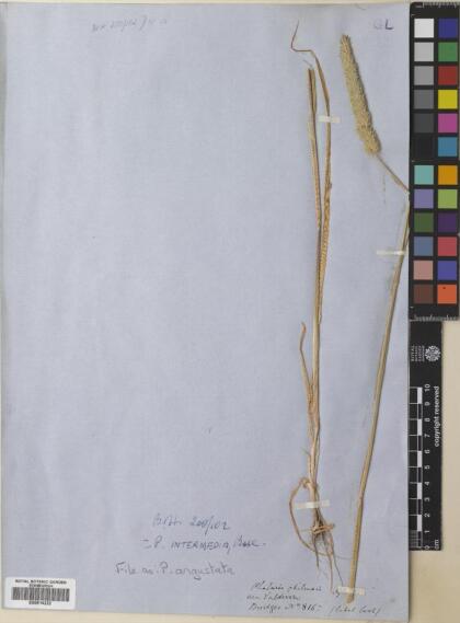 Phalaris angusta [Espécimen: ]