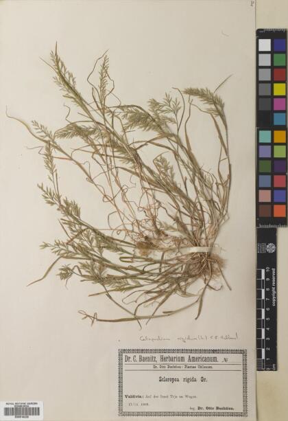 Catapodium rigidum [Espécimen: ]