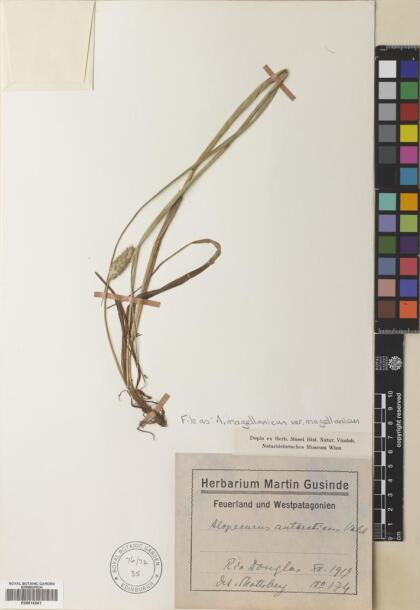 Alopecurus magellanicus var. magellanicus [Espécimen: ]