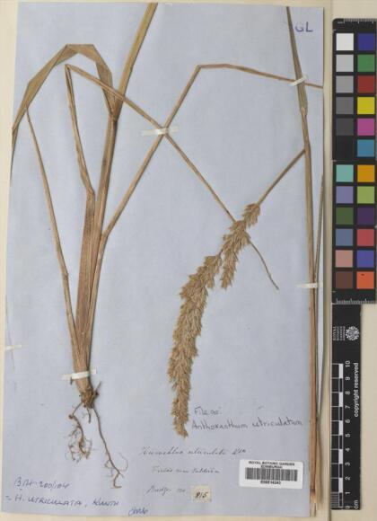 Anthoxanthum utriculatum [Espécimen: ]