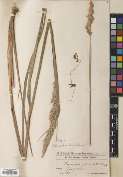 Anthoxanthum utriculatum [Espécimen: ]