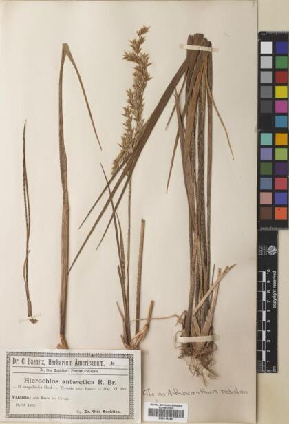 Anthoxanthum redolens [Espécimen: ]