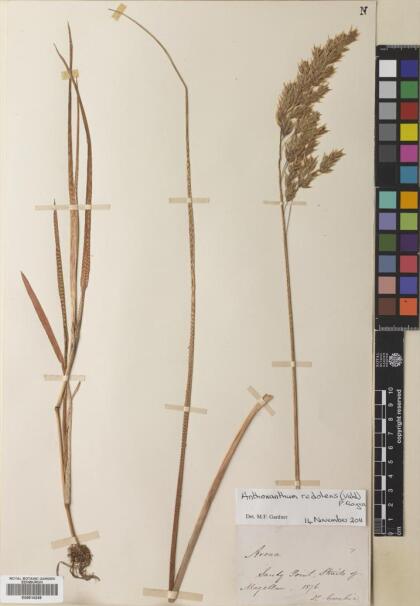 Anthoxanthum redolens [Espécimen: ]