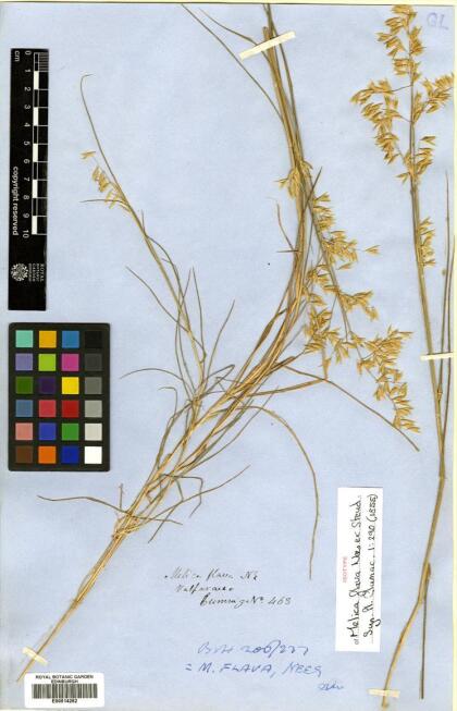 Melica violacea [Espécimen: ]