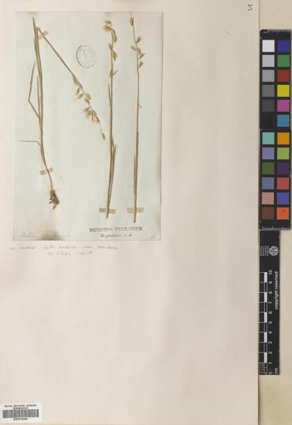 Melica violacea [Espécimen: ]