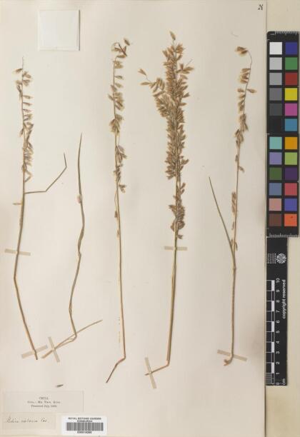 Melica violacea [Espécimen: ]