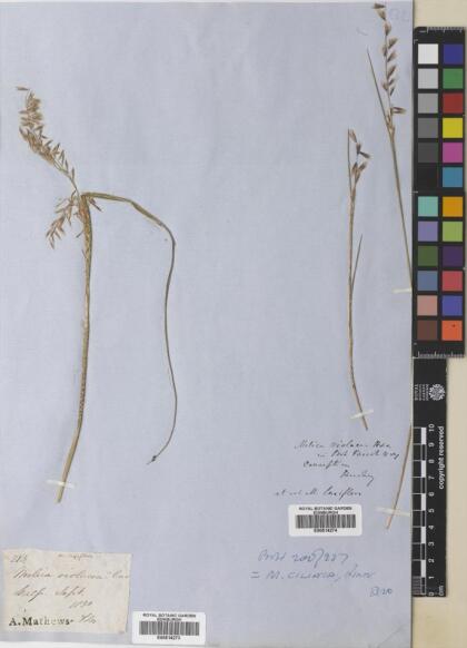 Melica violacea [Espécimen: ]