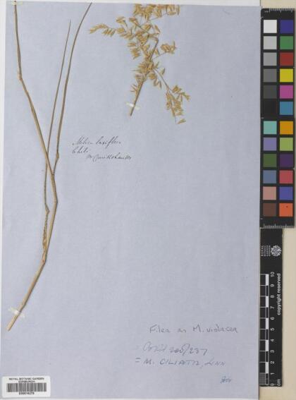 Melica violacea [Espécimen: ]