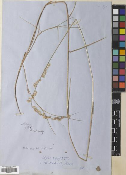 Melica violacea [Espécimen: ]
