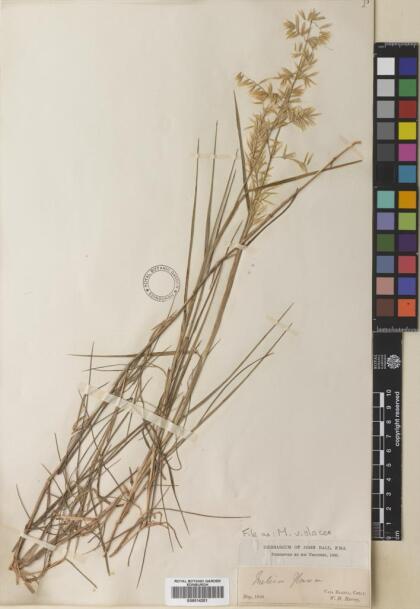 Melica violacea [Espécimen: ]