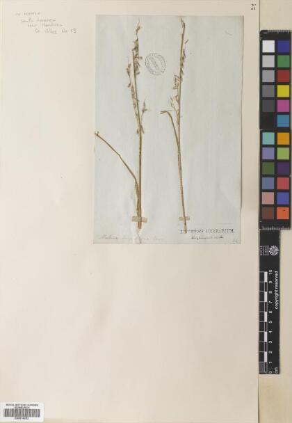 Melica violacea [Espécimen: ]