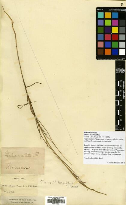 Melica longiflora [Espécimen: ]