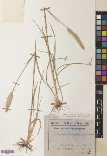 Trisetum spicatum [Espécimen: ]