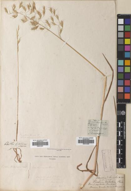 Bromus berteroanus [Espécimen: ]
