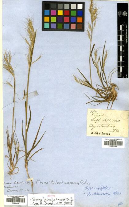 Bromus berteroanus [Espécimen: ]