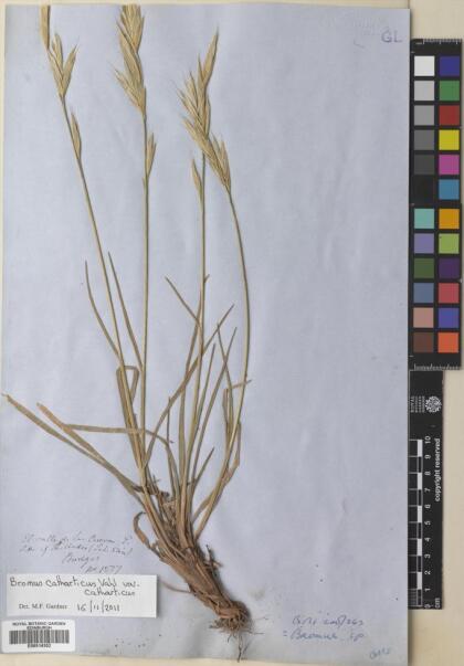 Bromus catharticus var. catharticus [Espécimen: ]