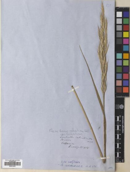 Bromus catharticus var. catharticus [Espécimen: ]