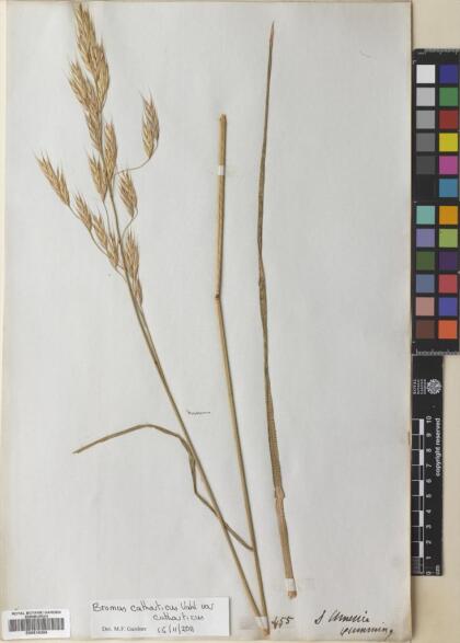 Bromus catharticus var. catharticus [Espécimen: ]