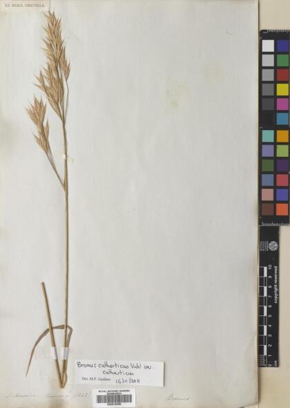 Bromus catharticus var. catharticus [Espécimen: ]