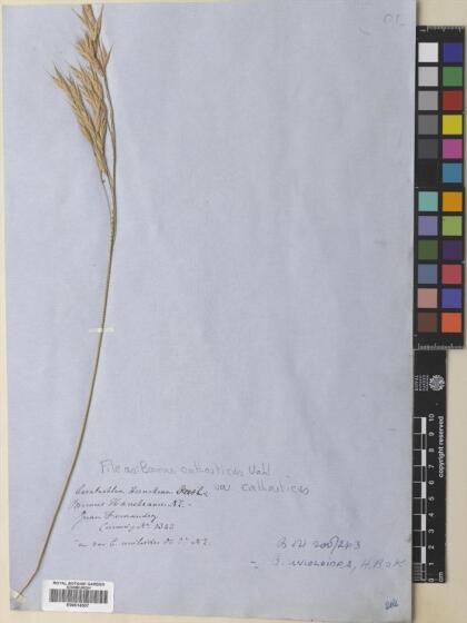 Bromus catharticus var. catharticus [Espécimen: ]