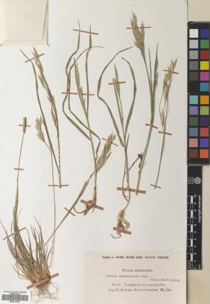 Bromus catharticus var. catharticus [Espécimen: ]